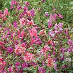 Wildflower Mountain Garland