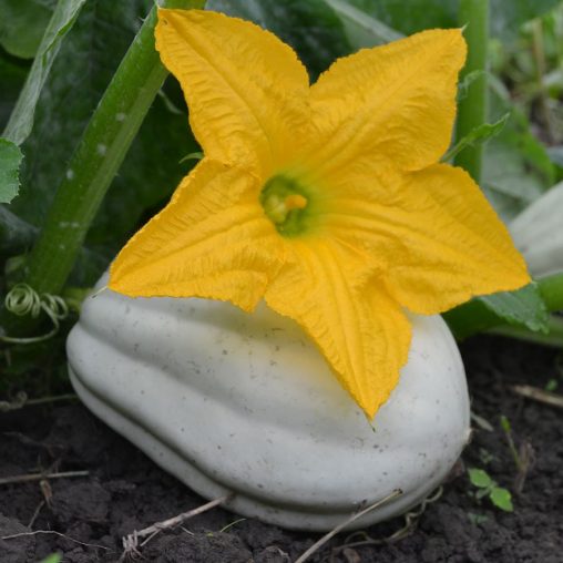 Winter Squash Mashed Potatoes - Image 4