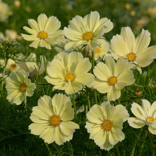 Xanthos Cosmos Seeds - Image 3
