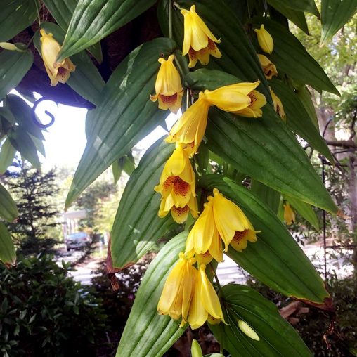 Yellow Toad Lily - Image 3