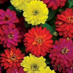 Zahara Double Brilliant Mix Zinnia Seeds