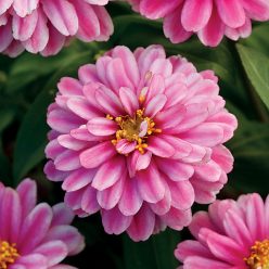 Zahara Double Raspberry Ripple Zinnia Seeds