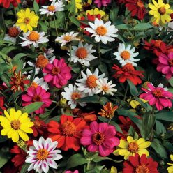 Zahara Mix Zinnia Seeds
