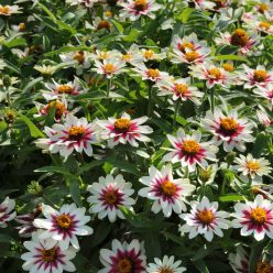 Zahara Starlight Rose Zinnia Seeds