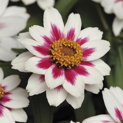 Zahara Starlight Rose Zinnia Seeds - Image 4
