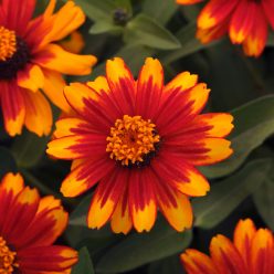 Zahara Sunburst Zinnia Seeds