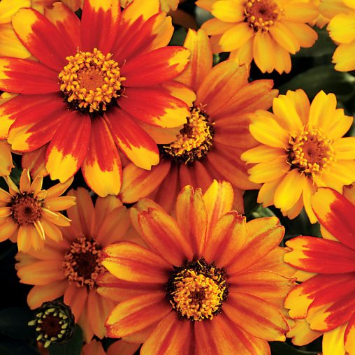 Zahara Sunburst Zinnia Seeds - Image 3