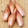 Zebrune Shallot Seeds