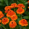 Zinderella Orange Zinnia Seeds