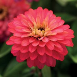 Zinnia Double Zahara Salmon