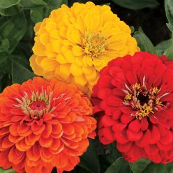 Zinnia Fiesta Mix