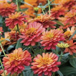 Zinnia Profusion Double Deep Salmon Seeds