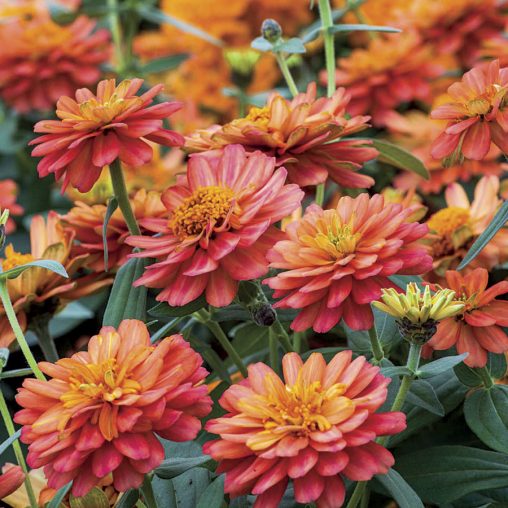 Zinnia Profusion Double Deep Salmon Seeds