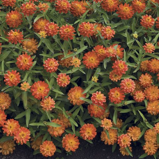Zinnia Profusion Double Deep Salmon Seeds - Image 3