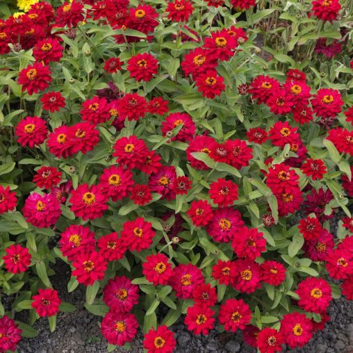 Zinnia Profusion Double Hot Cherry Seeds - Image 3