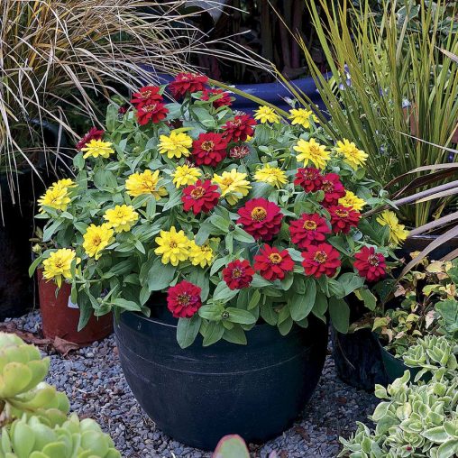 Zinnia Profusion Double Hot Cherry Seeds - Image 4