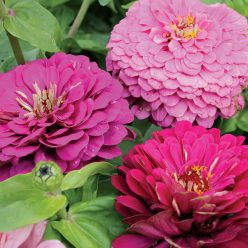 Zinnia Siesta Mix