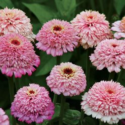 Zinnia Zinderella Lilac