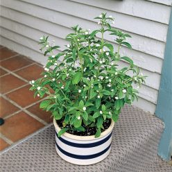 Sweet Leaf Stevia Candy Seed
