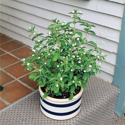 Sweet Leaf Stevia Candy Seed