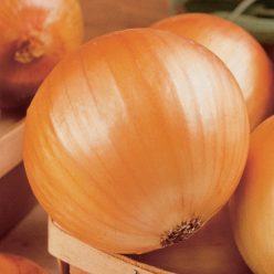 TX 1015-Y Supersweet Onion  Seed