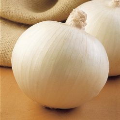 Superstar Hybrid Onion  Seed