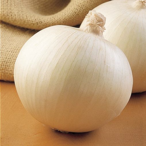 Superstar Hybrid Onion  Seed