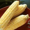 Incredible RM Hybrid Sweet Corn Seed (se)