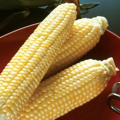 Incredible RM Hybrid Sweet Corn Seed (se)