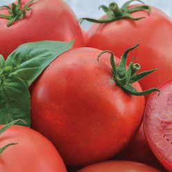 Easy Slice™ Hybrid Tomato