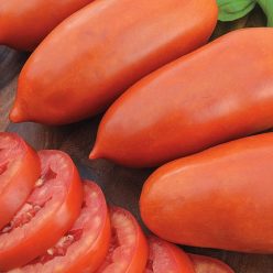 San Marzano Tomato  Seed