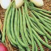 Topcrop Bush Bean Seed