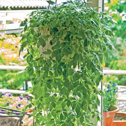 Immortality Herb Seed