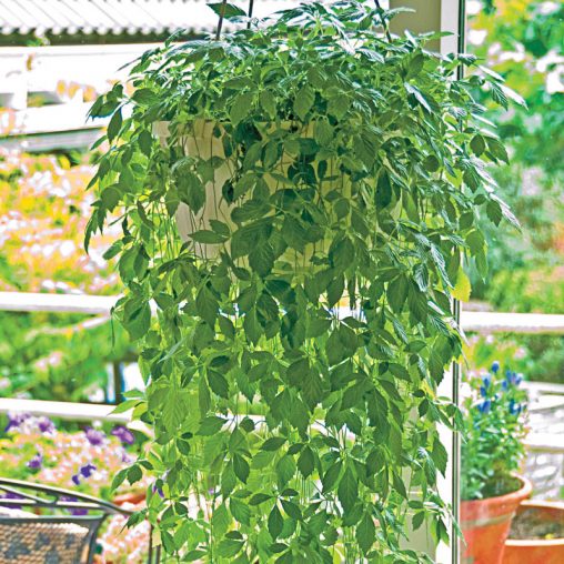 Immortality Herb Seed