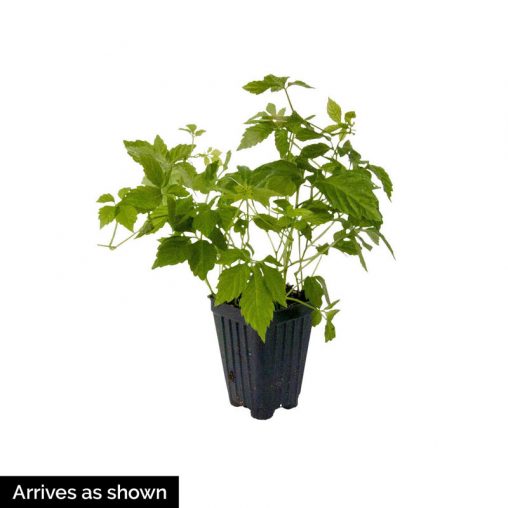 Immortality Herb Seed - Image 2