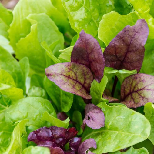 Superfood Salad Seed Blend - Image 2