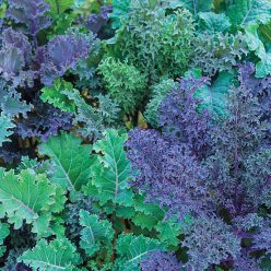 Winter Wonderland Mixed Kale Seed