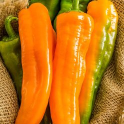 Orange Kiss Hybrid Sweet Pepper  Seed