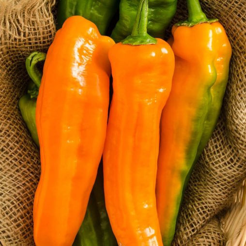 Orange Kiss Hybrid Sweet Pepper  Seed - Image 2