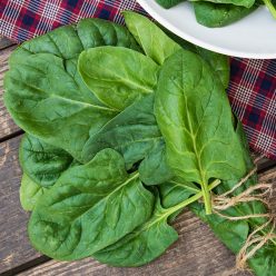 Space Hybrid Spinach Seed