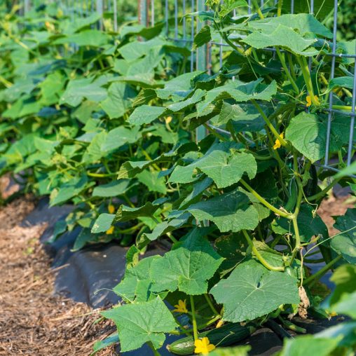 Tasty Green Hybrid Slicing Cucumber Seed - Image 2