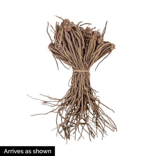Jersey Knight Hybrid Asparagus Seed - Image 2