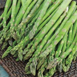 Jersey Knight Hybrid Asparagus Seed