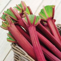 Chipman's Canada Red Rhubarb Seed