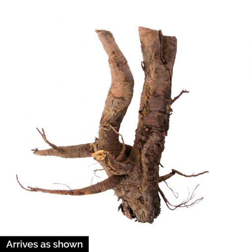 Chipman's Canada Red Rhubarb Seed - Image 2