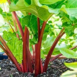 Crimson Red Rhubarb Seed
