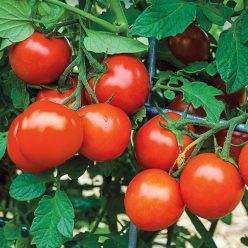 San Vicente Hybrid Tomato  Seed
