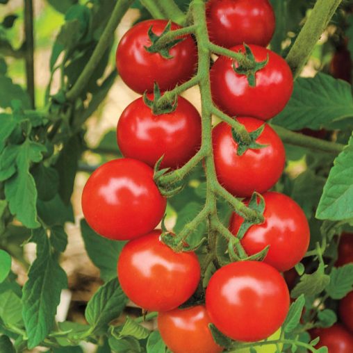 San Vicente Hybrid Tomato  Seed - Image 4
