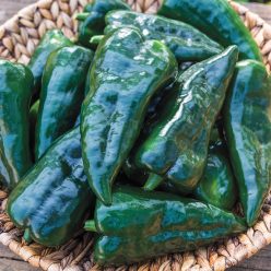 Masivo Hybrid Hot Pepper  Seed