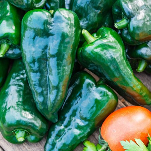 Masivo Hybrid Hot Pepper  Seed - Image 3
